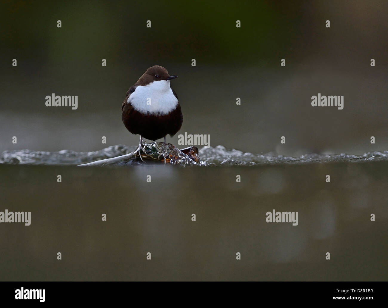Rospo bilanciere (Cinclus cinclus cinclus) Thetford Norfolk inverno 2012/13 Foto Stock