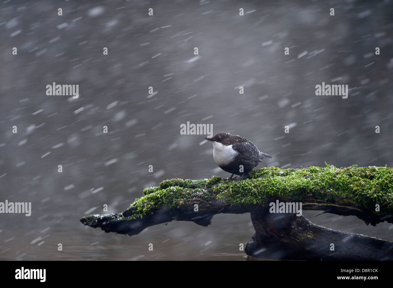 Rospo bilanciere (Cinclus cinclus cinclus) Thetford Norfolk inverno 2012/13 Foto Stock