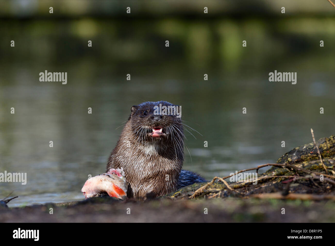 Lontra europea Lutra lutra con un grande pesce (Roach) sul Fiume Thet a Thetford Norfolk Foto Stock