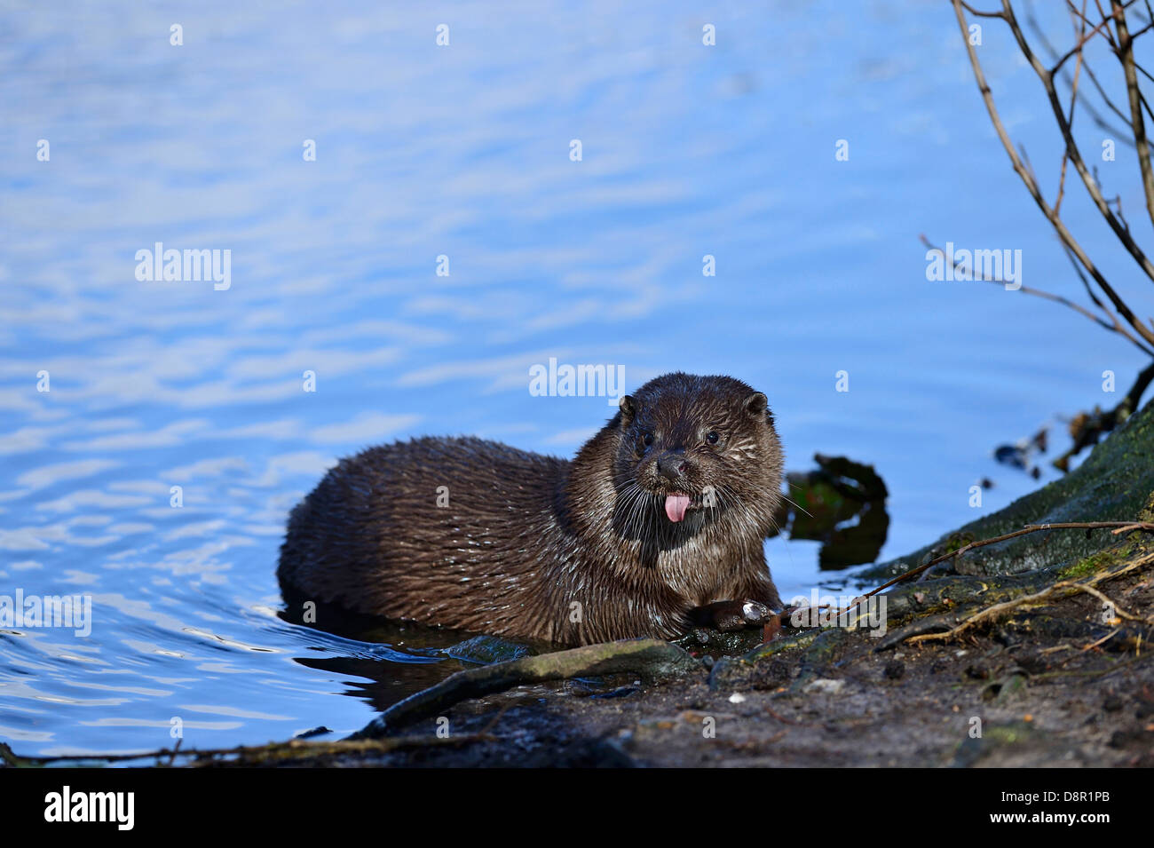 Lontra europea Lutra lutra sul fiume Thet a Thetford Norfolk Foto Stock