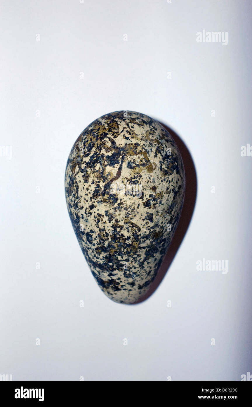 Comune di Guillemot Uria aalge uovo Foto Stock