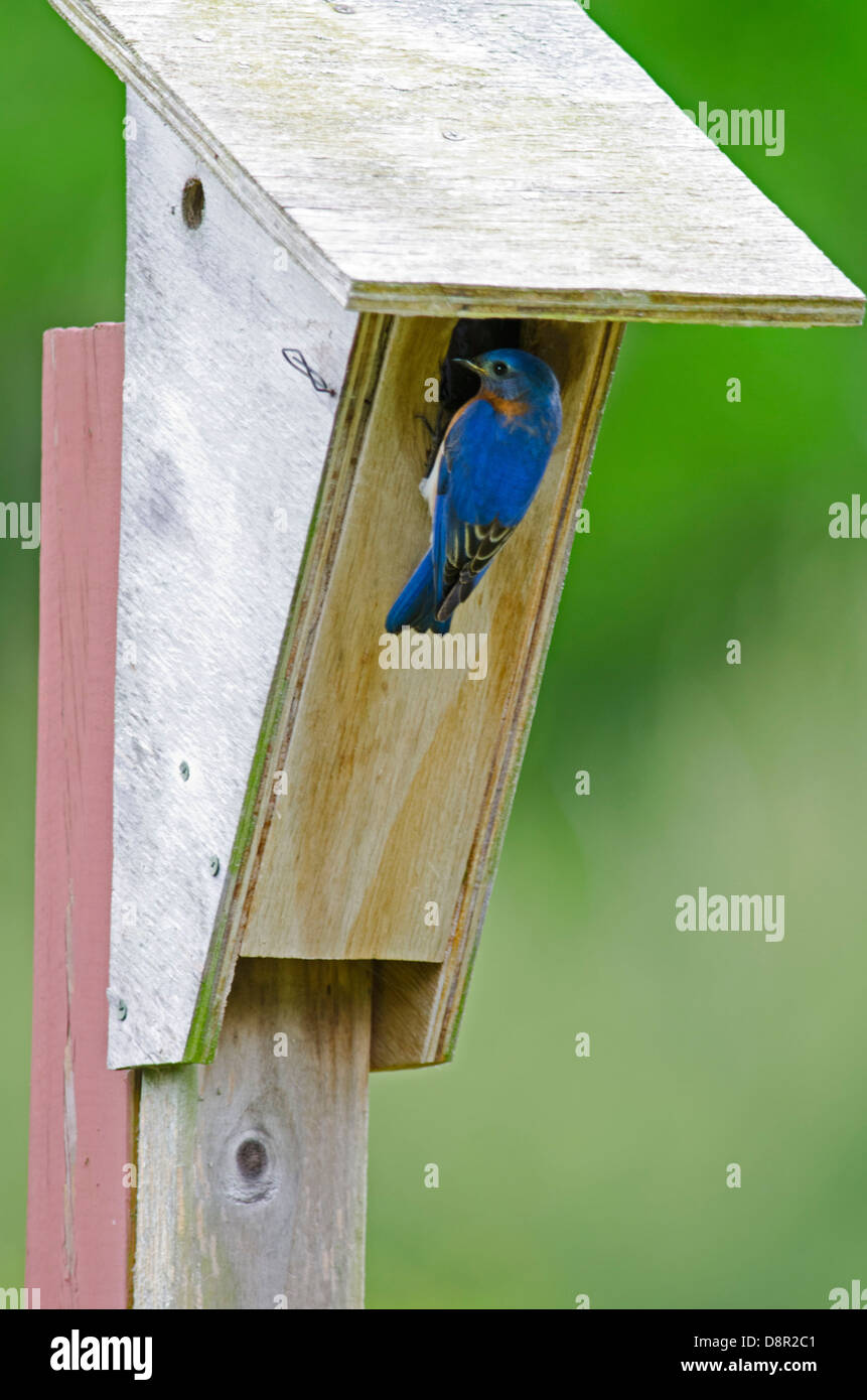 Orientale, Bluebird Sialia sialis a scatola di nido Cape May New Jersey USA Foto Stock