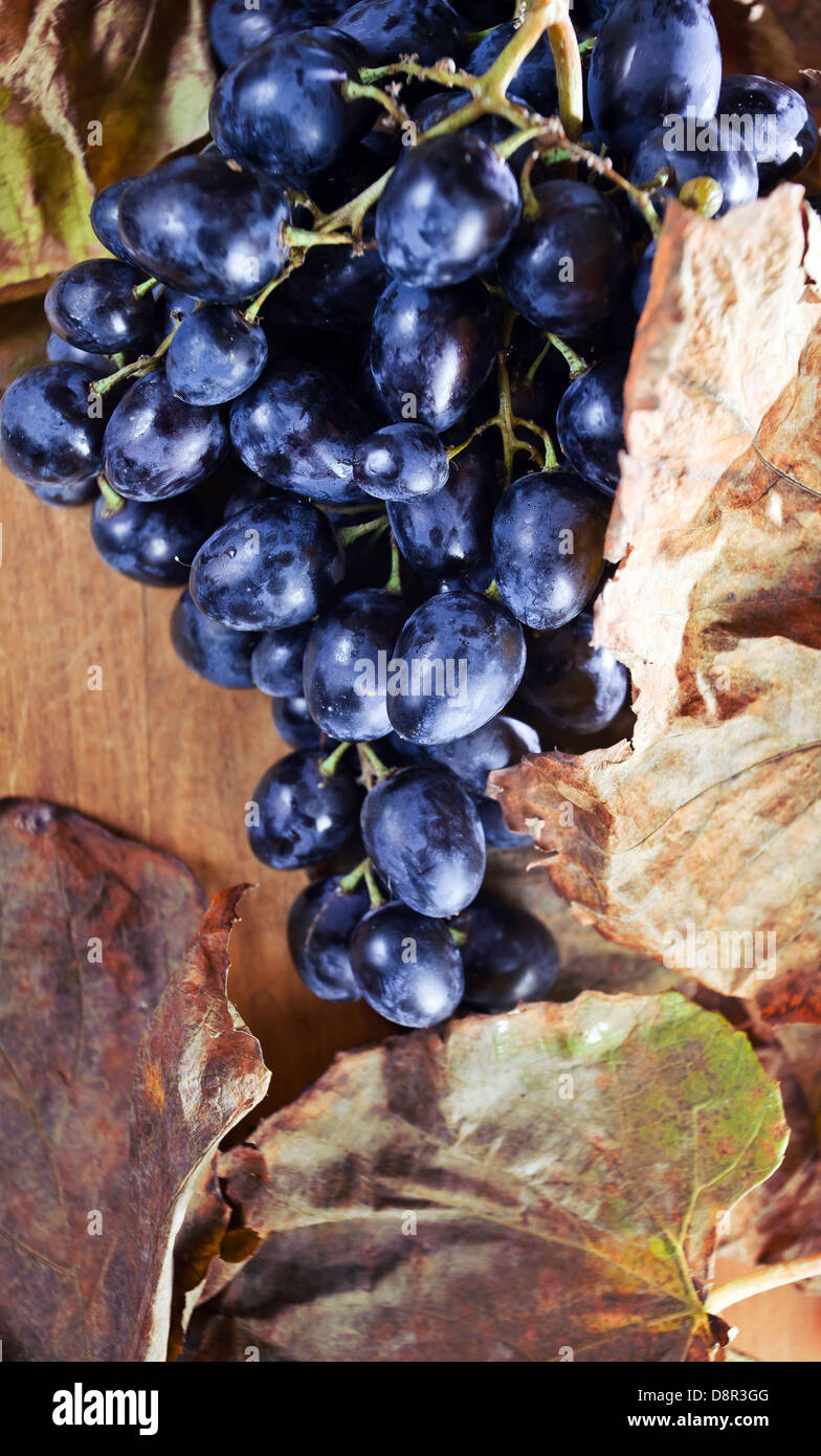 Mature uve blu e la asciugò foglie marrone Foto Stock