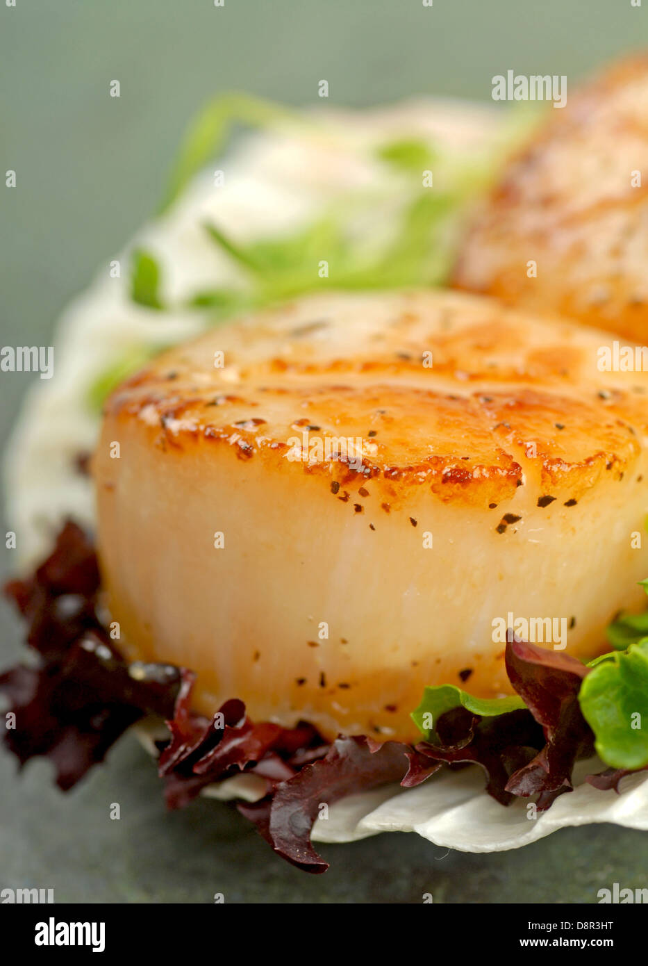 Delizioso pan disseccata capesante di mare con lattuga e germogli di pisello servita su una dentellatura shell Foto Stock