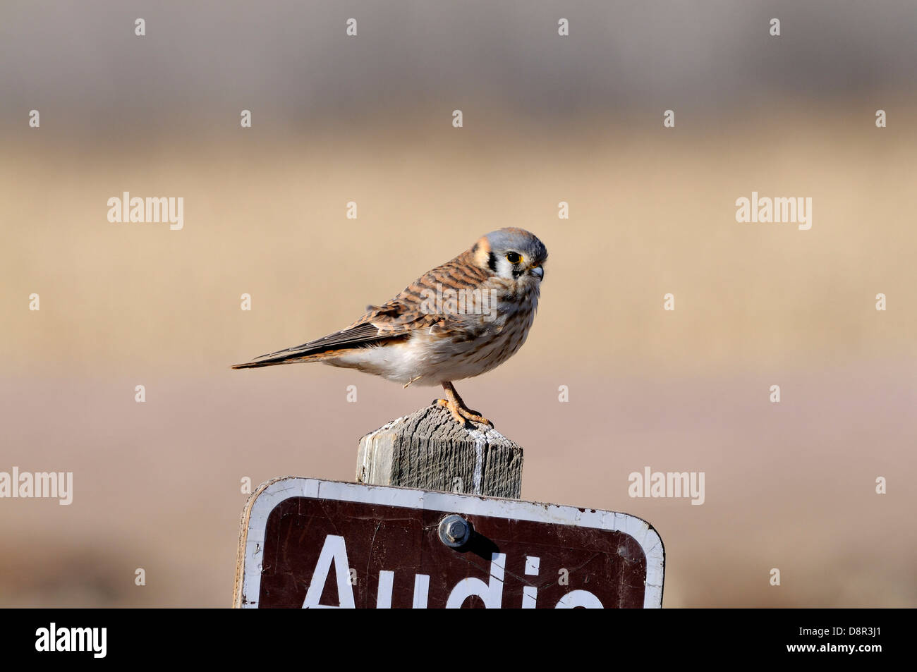 American gheppio maschio Nuovo Messico USA Foto Stock