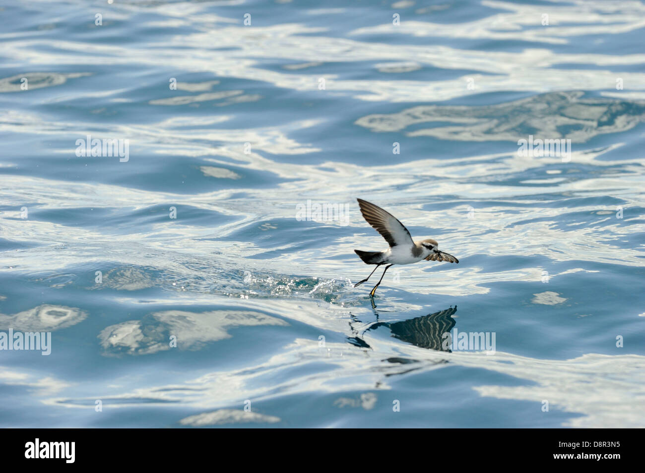 Di fronte bianco-Storm (Fregata) Petrel alimentare oltre oceano Isola del nord della Nuova Zelanda Foto Stock