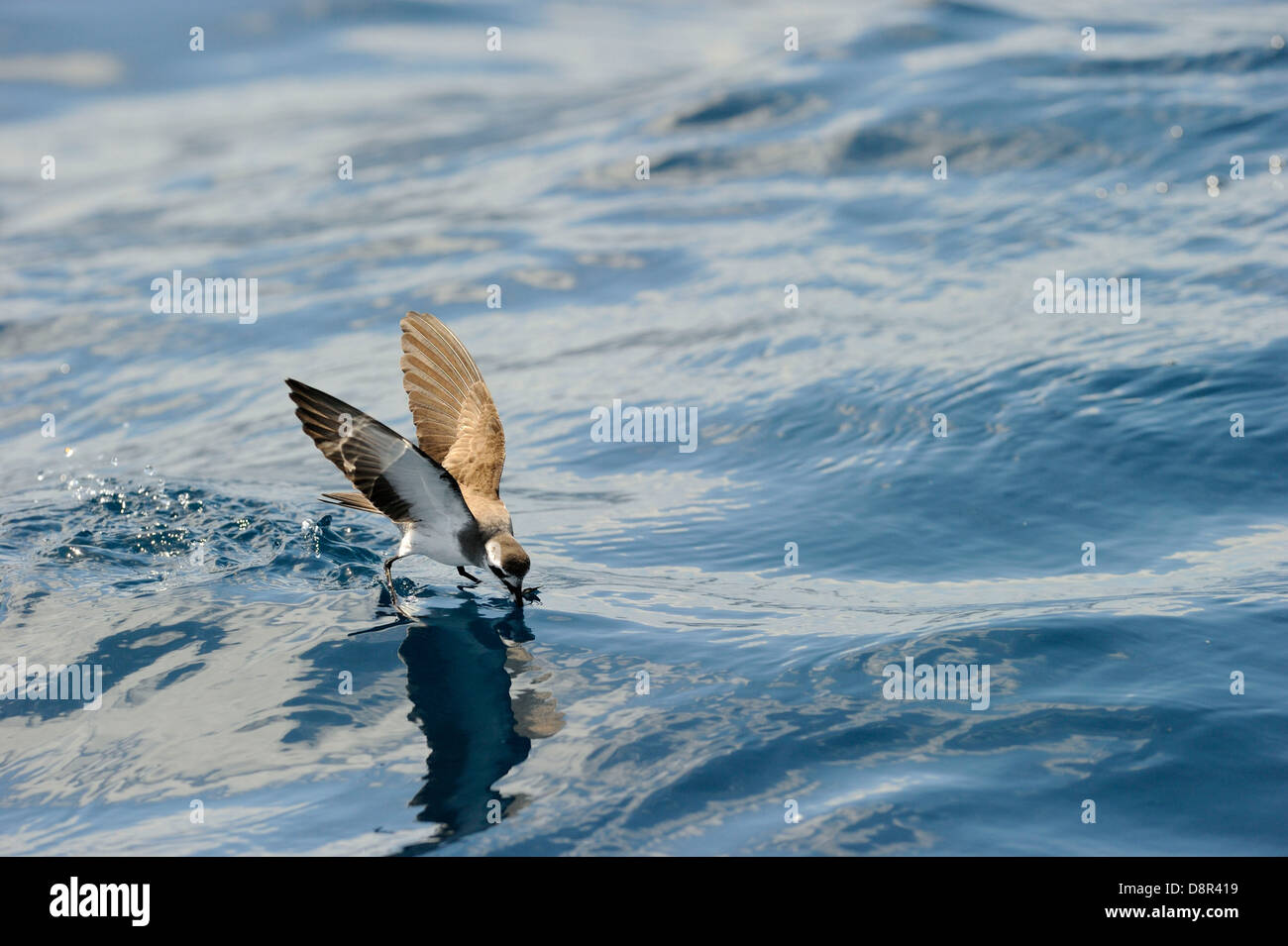 Di fronte bianco-Storm (Fregata) Petrel alimentare oltre oceano Isola del nord della Nuova Zelanda Foto Stock