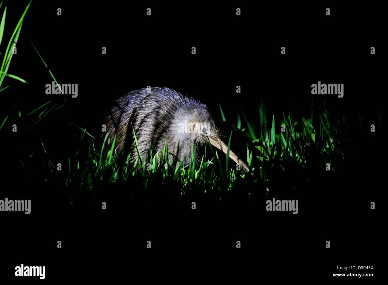 Northern Brown Kiwi, Apteryx mantelli Kerikeri Isola del nord della Nuova Zelanda Foto Stock