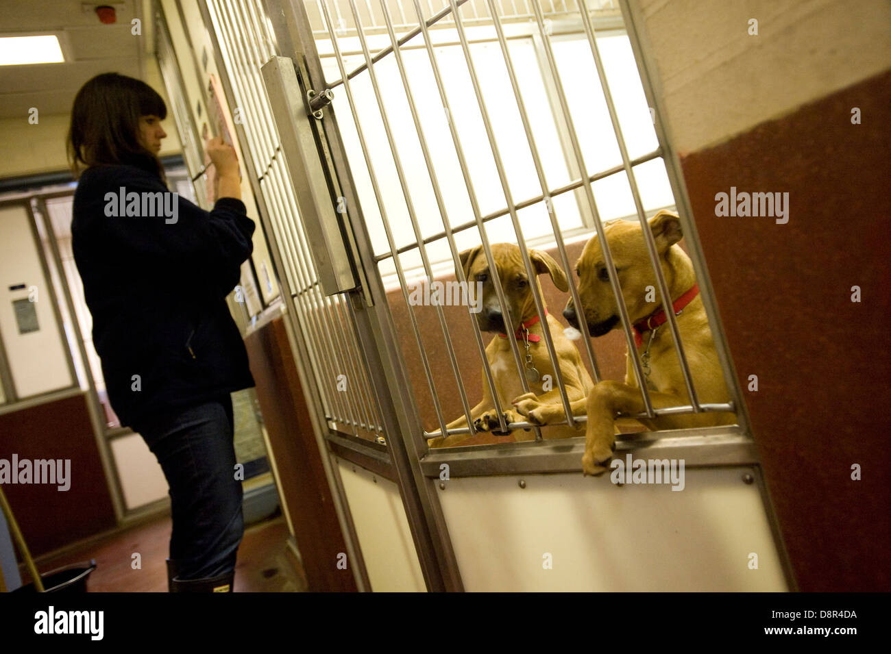 Nel 1978 l'ormai famoso slogan "un cane è per la vita non solo per il Natale" è stato introdotto per la prima volta. Da allora vi è stato un 90% Foto Stock