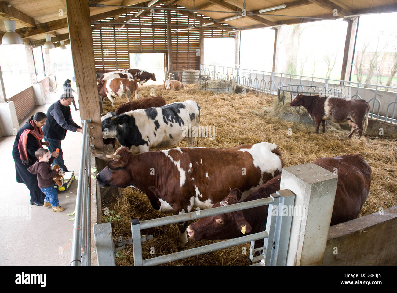 Gli Hare Krishna mandria di 44 vacche e buoi al George Harrison vecchia magione nel Hertfordshire è calmo come un tempio. Gokul Dairy Farm [significato luogo di vacche ] comprende 44 vacche e buoi parte di George Harrison vecchia magione Bhaktivedanta Manor nel Hertfordshire . Un £2,5m " protetto cow' complessa è stato chiamato un "Hilton per vacche' e un modello sostenibile per la produzione lattiero-casearia. 3 mila mq di edificio che è la mandria per l'inverno home, è un incrocio tra un nido, un fabbricato e una vecchia mucca home. Pur non essendo attualmente in vendita al pubblico costa 3 sterline/litro per produrre il latte. Il Foto Stock