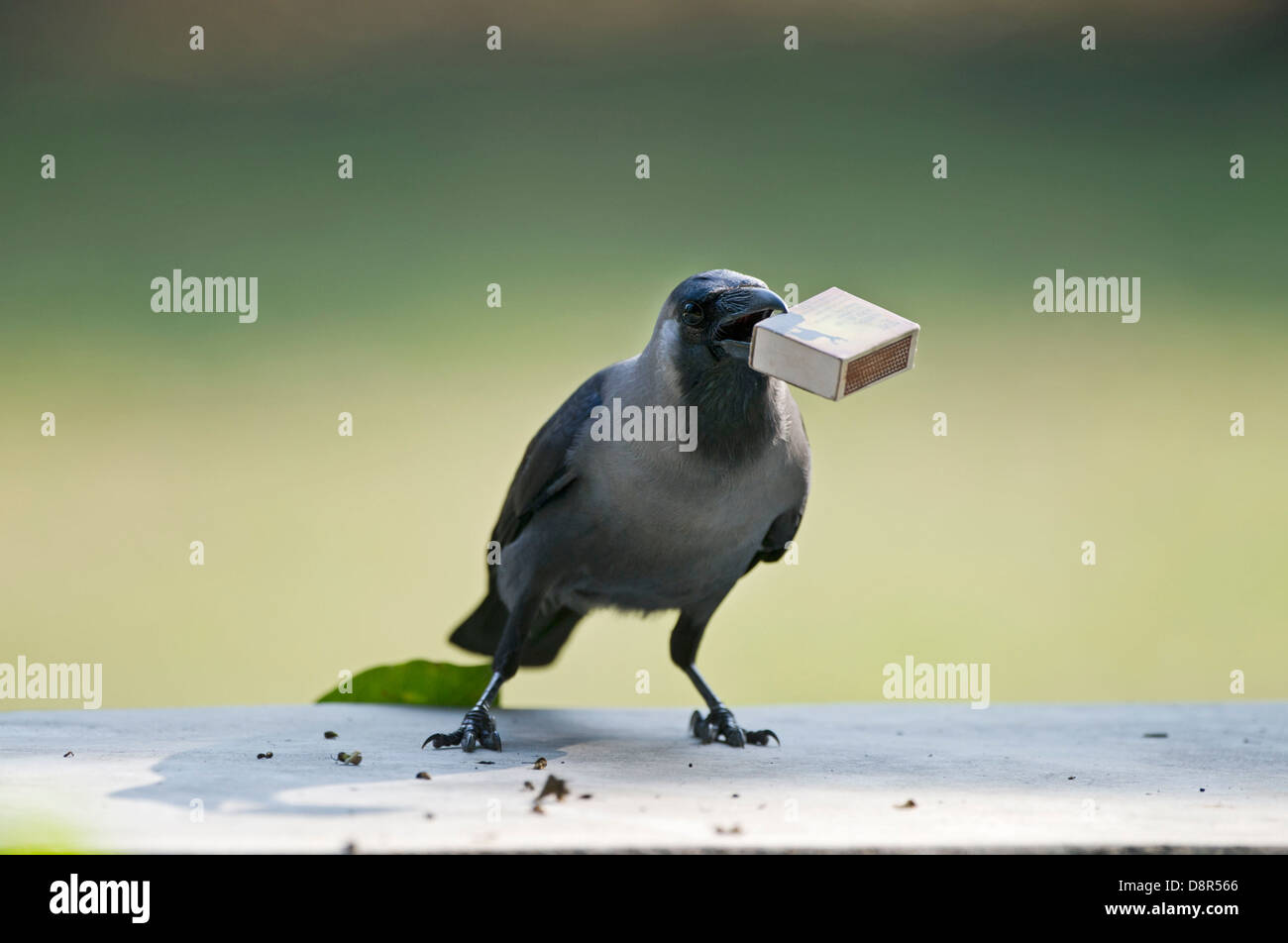 Casa Crow (Corvus splendens) rubare match box dalla tabella Bharatpur India Foto Stock