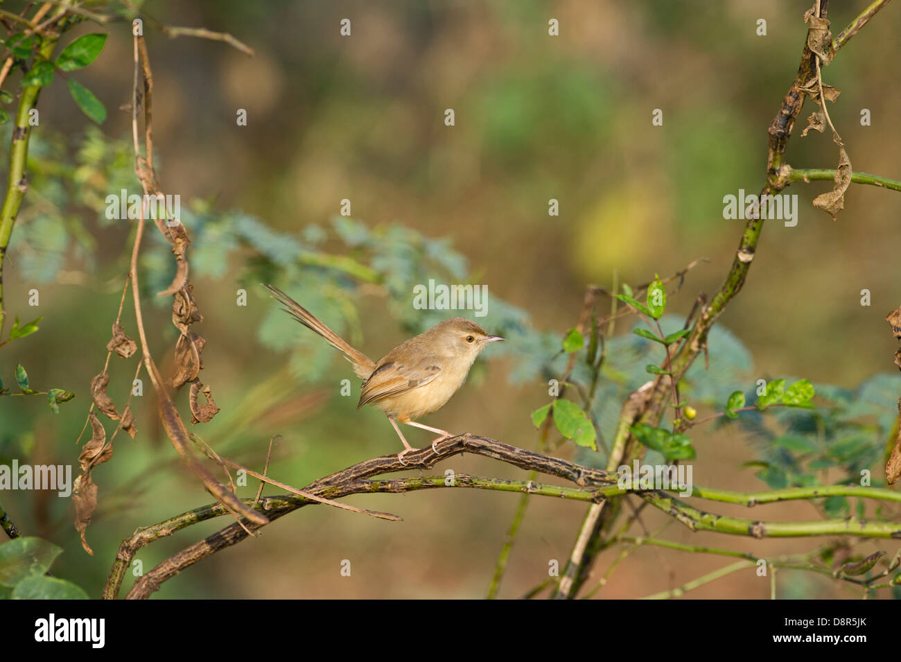 Plain Prinia Prinia inornata India del Nord Foto Stock