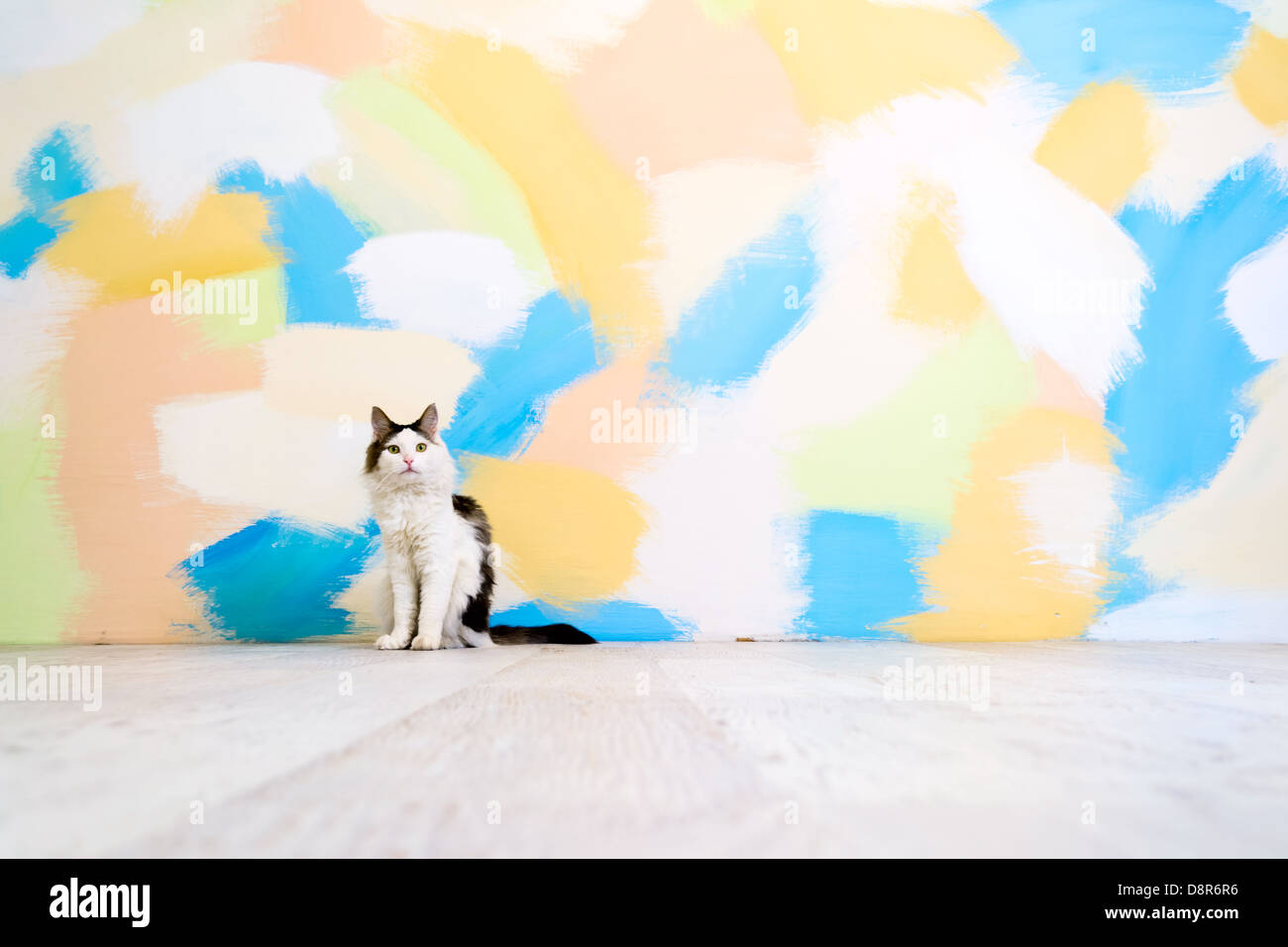 Cat in l'interno vuoto del colore addolorato muro di pietra e pavimento in legno Foto Stock