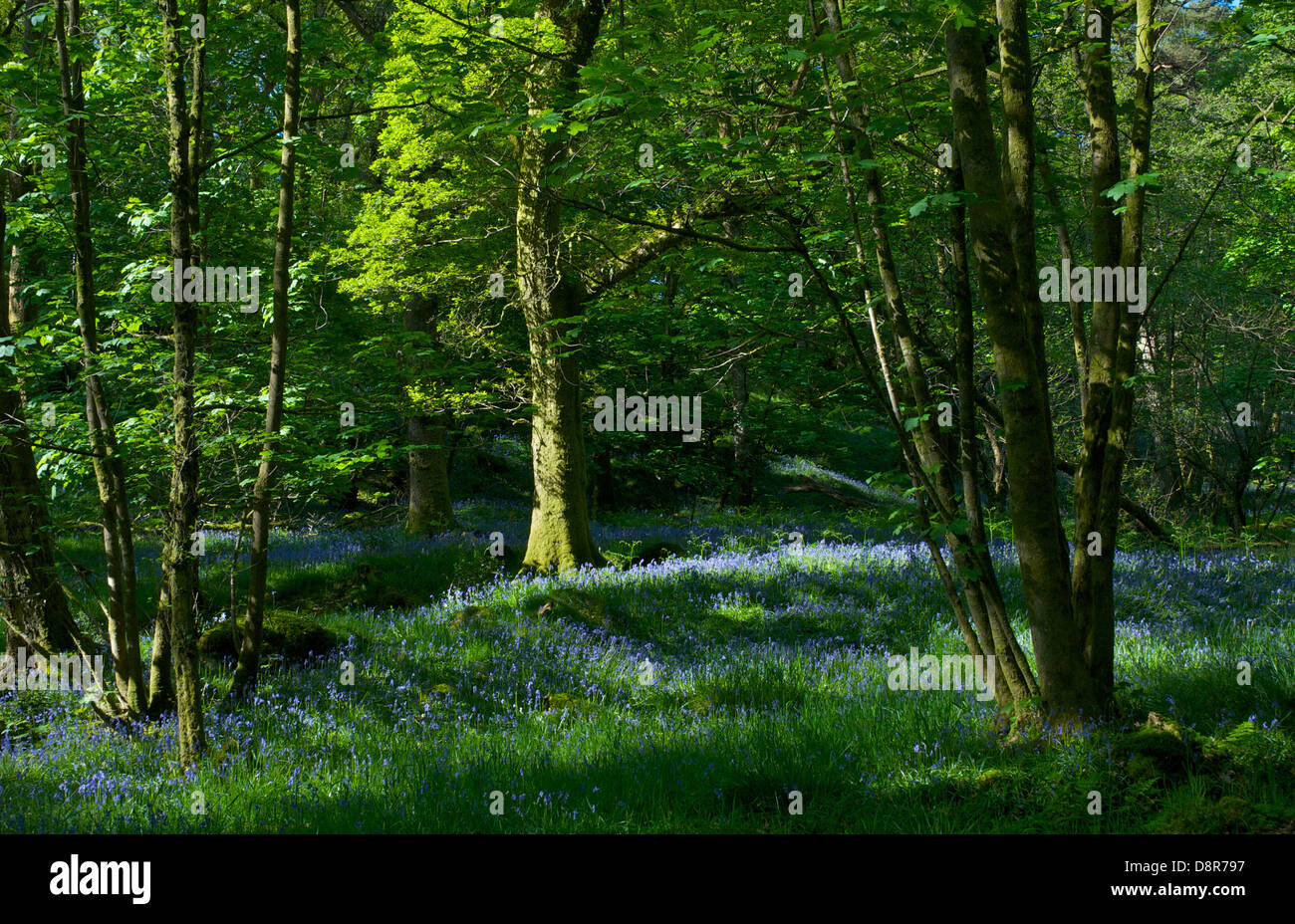 Barkbooth molto, un bosco riserva naturale gestito da Cumbria Wildlife Trust, vicino a Crosthwaite, Lyth Valley, Cumbria, England Regno Unito Foto Stock