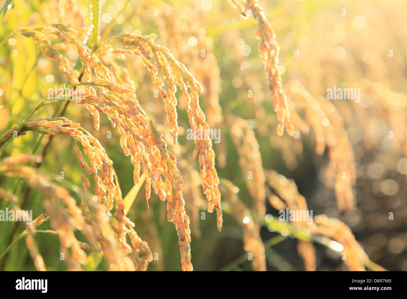 Orecchie di riso Foto Stock