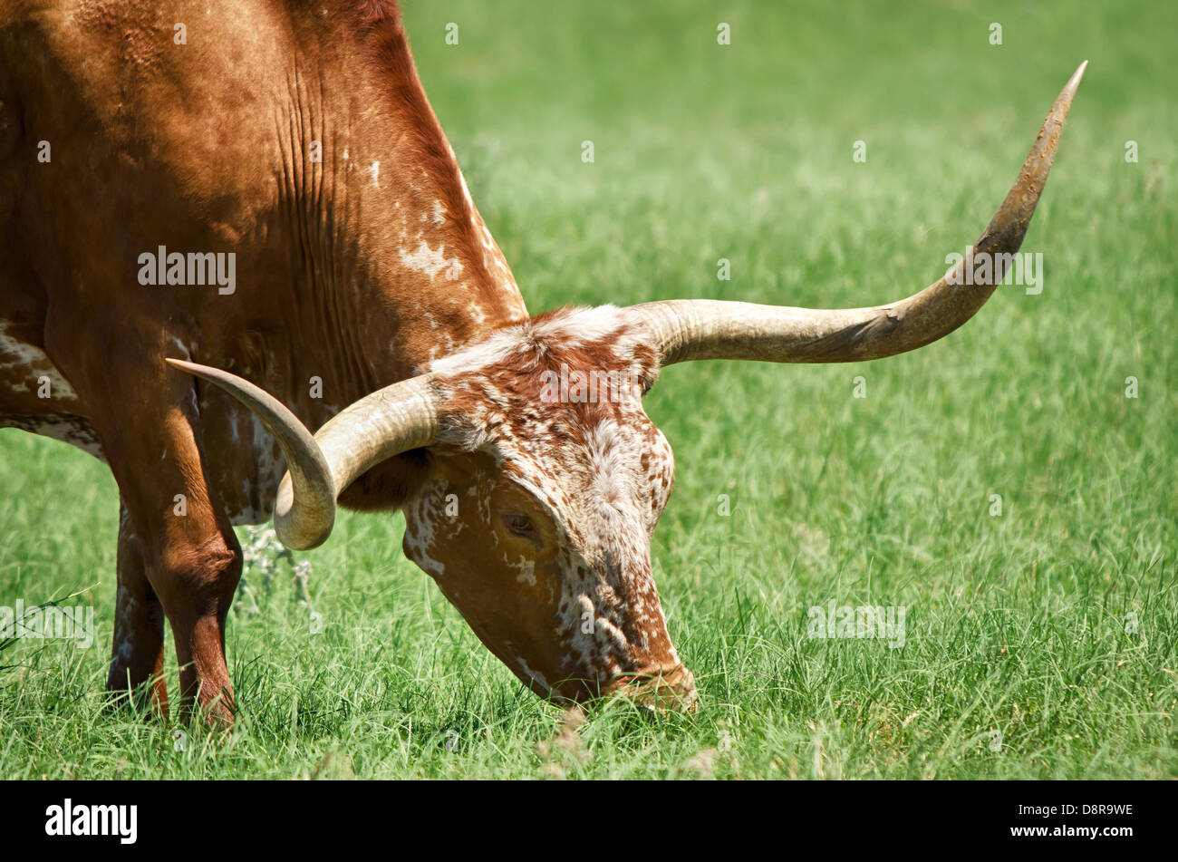 Vista dettagliata del Texas longhorn pascolare sui prati Foto Stock