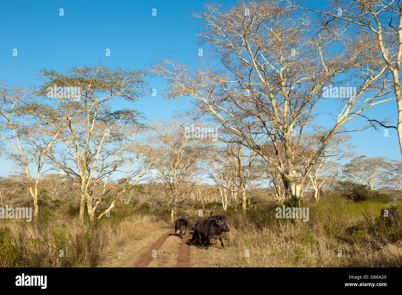 Buffalo (Syncerus caffer caffer) tra la febbre gialla alberi, Zulu Nyala Game Reserve, Sud Africa Foto Stock Buffalo (Syncerus caffer caffer) tra la febbre gialla alberi, Zulu Nyala Game Reserve, Sud Africa Foto Stock