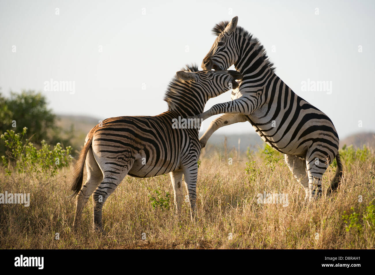 La Burchell zebre riproduzione (Equus burchellii), Zulu Nyala Game Reserve, Sud Africa Foto Stock
