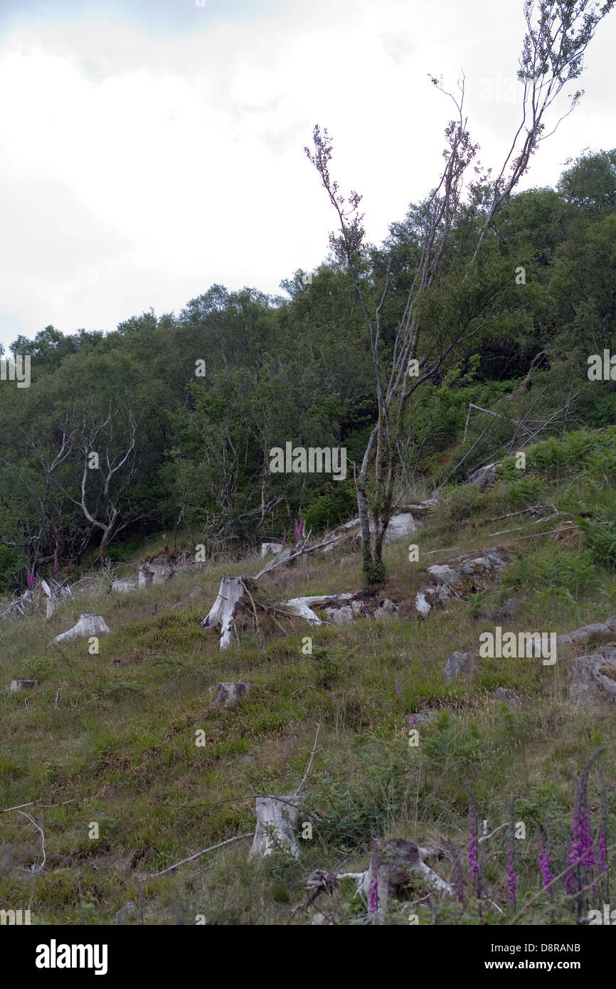 Abbattimento degli alberi per creare foreste miste Loch Na Dal Sleat Isola di Skye in Scozia Foto Stock