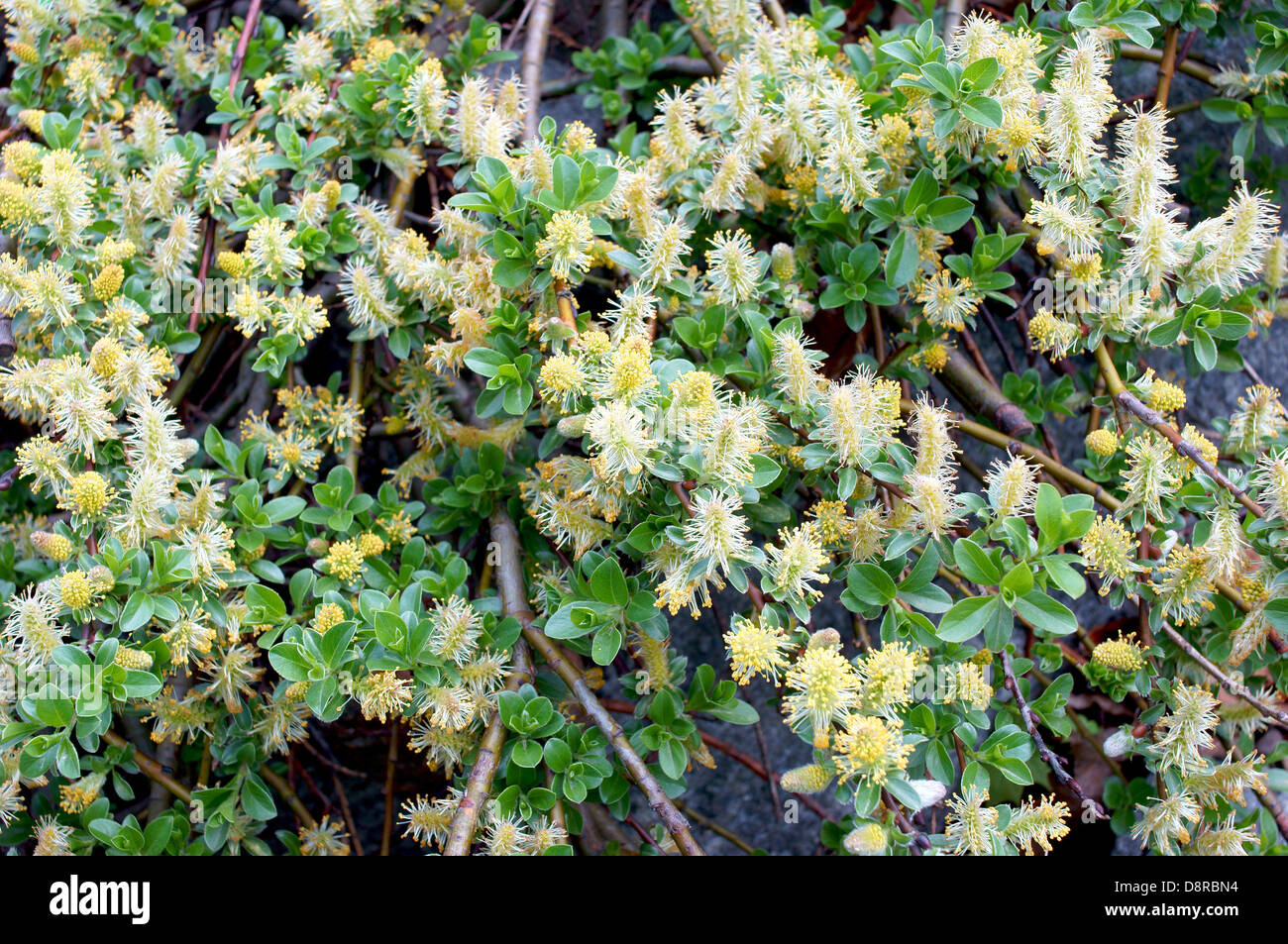Salice Nano blooming Salix apoda Foto Stock