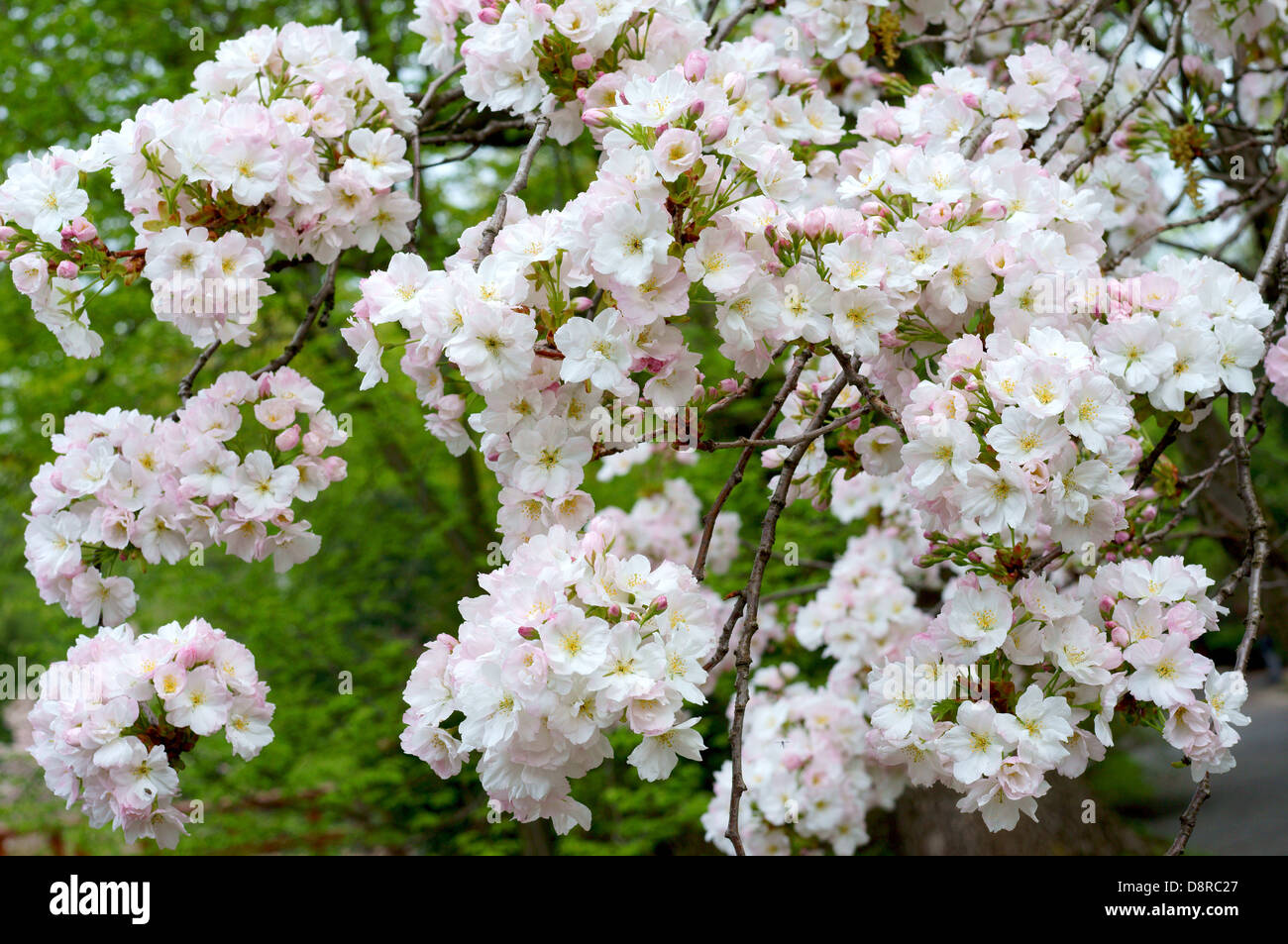 Ciliegio ornamentale blossom Foto Stock