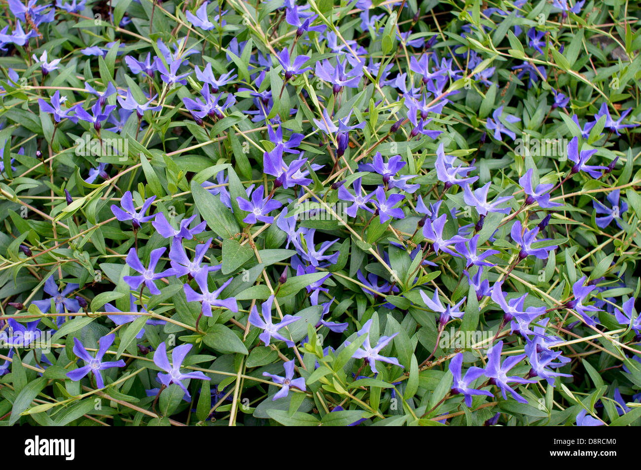 Piante erbacee pervinca fiore blu Vinca herbacea Foto Stock
