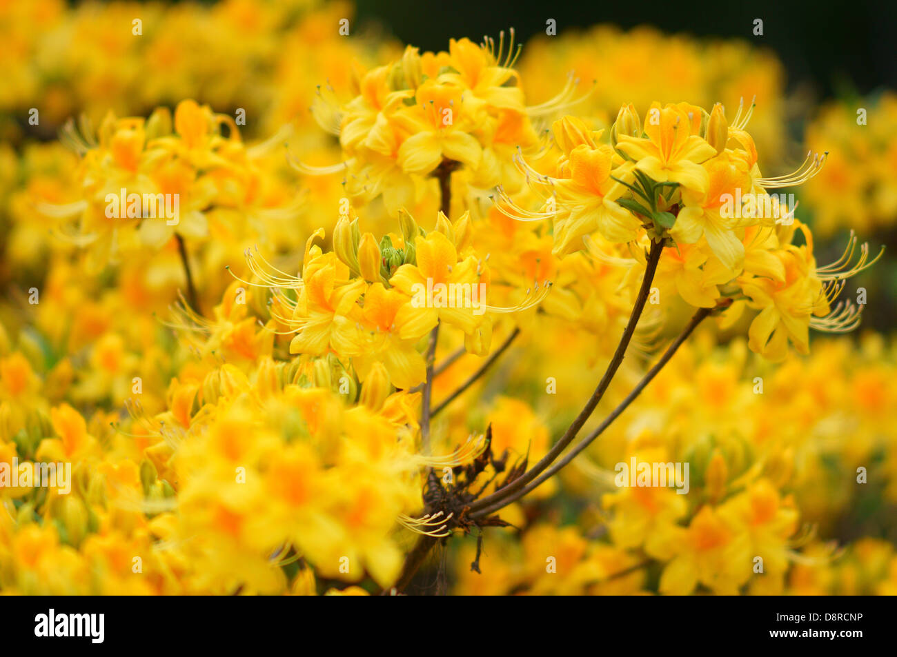 Rhododendron luteum fiori profumati azalea Foto Stock