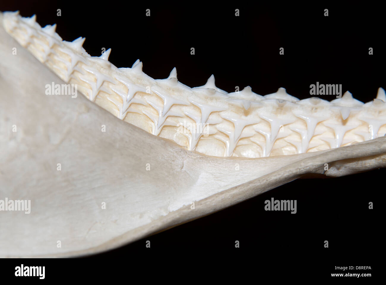 Denti di squalo Foto Stock