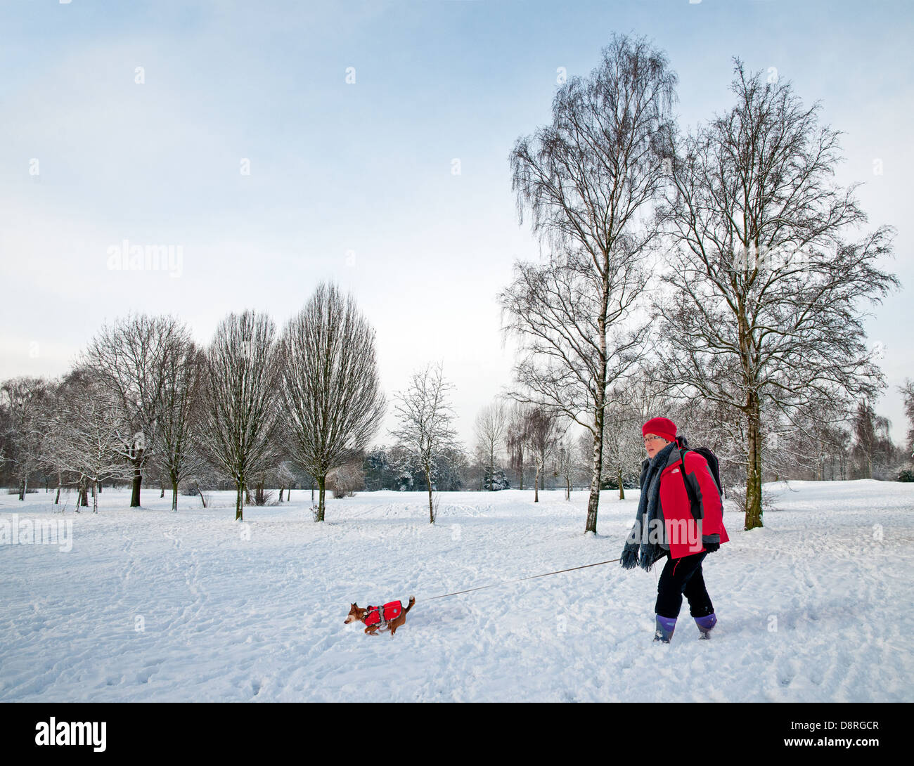 Donna con rivestimento rosso cane a piedi di piombo attraverso il parco di Beacon Lichfield Staffordshire Inghilterra con neve invernale sul terreno Foto Stock