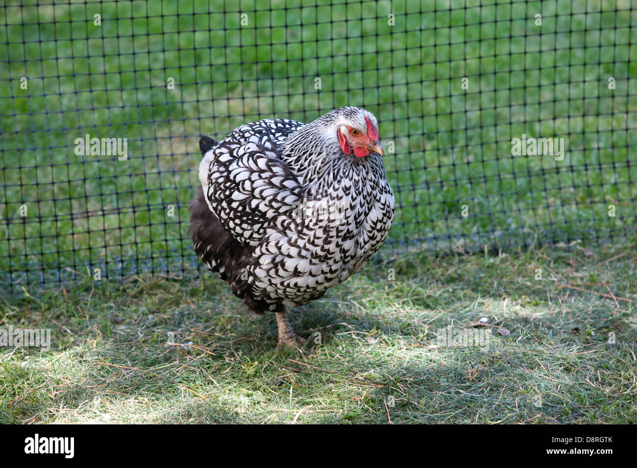 Ritratto di gallina in erba. Foto Stock