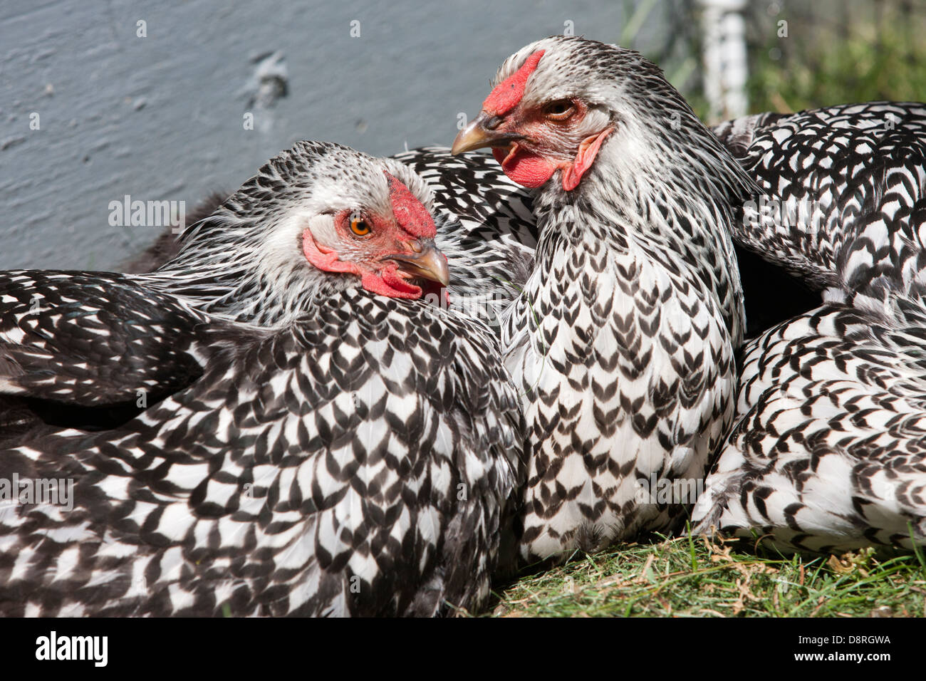 Argento Wyadontte cucita galline. Foto Stock