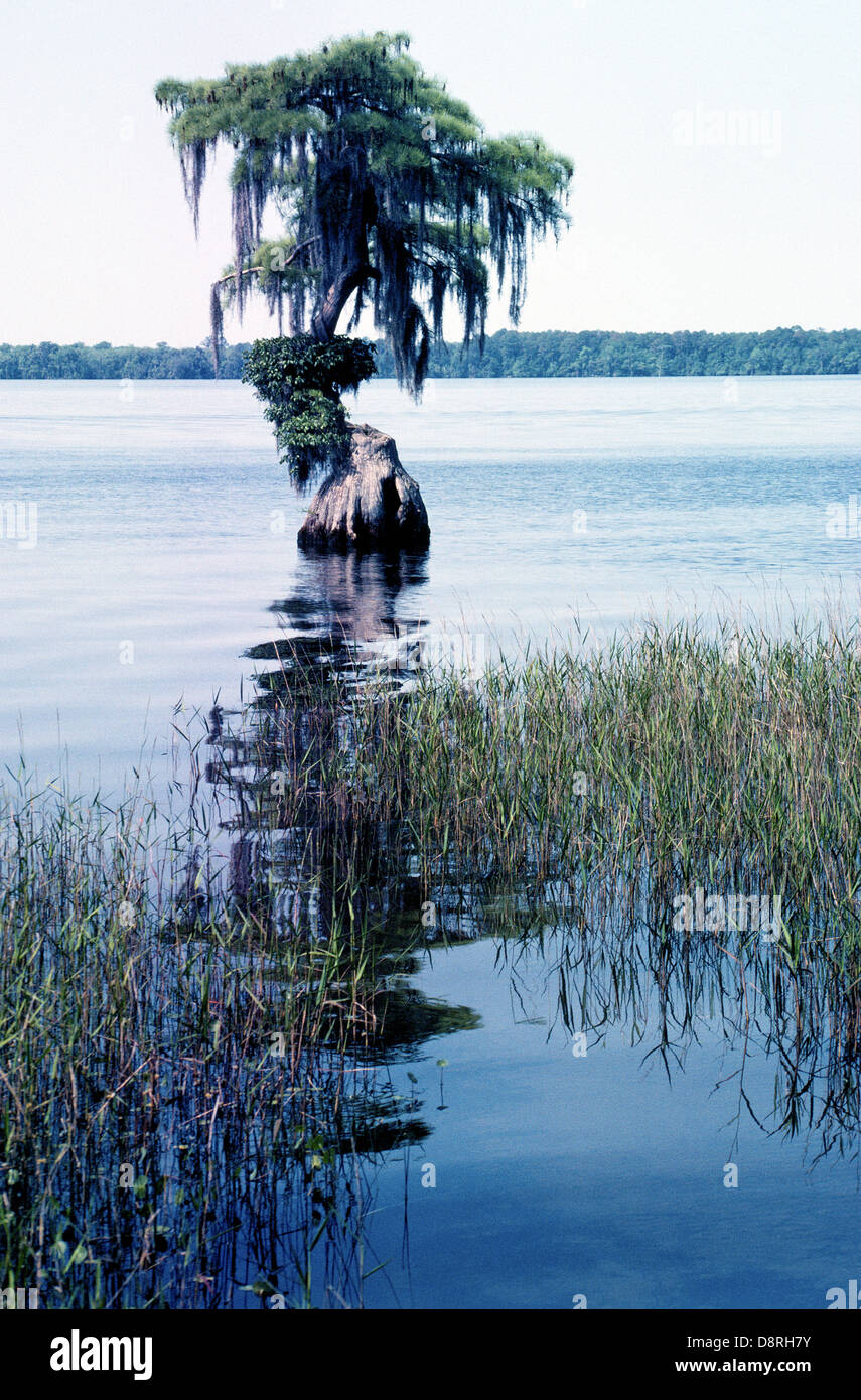 Un lone cipresso calvo tree con muschio Spagnolo appesi i suoi rami si erge in corrispondenza del bordo di un ampio fiume in Ocala National Forest in Florida, Stati Uniti d'America. Foto Stock