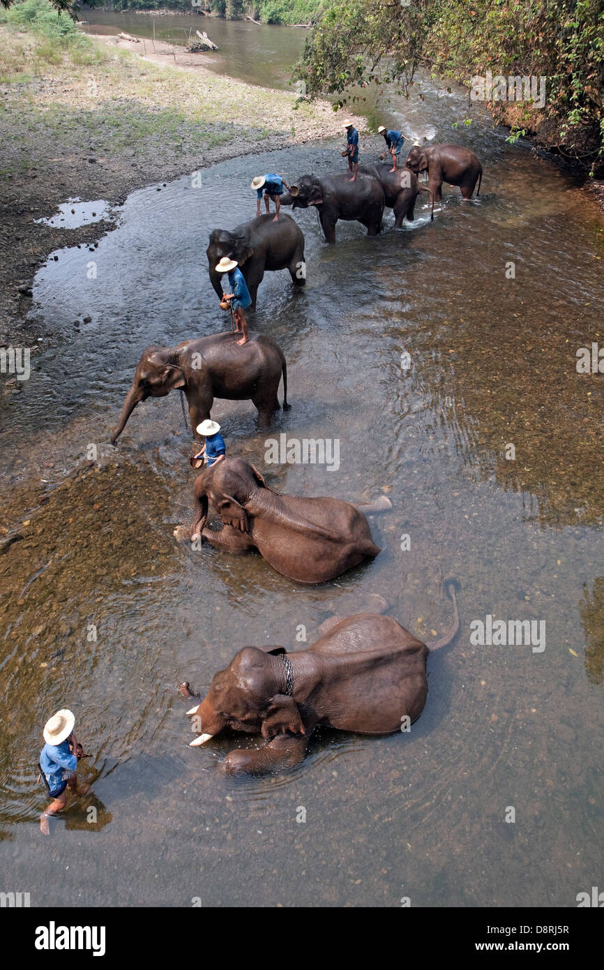 Vista da una passerella di elefanti a Chiang Dao Elephant Camp in Chiang Mai, Thailandia. Foto Stock
