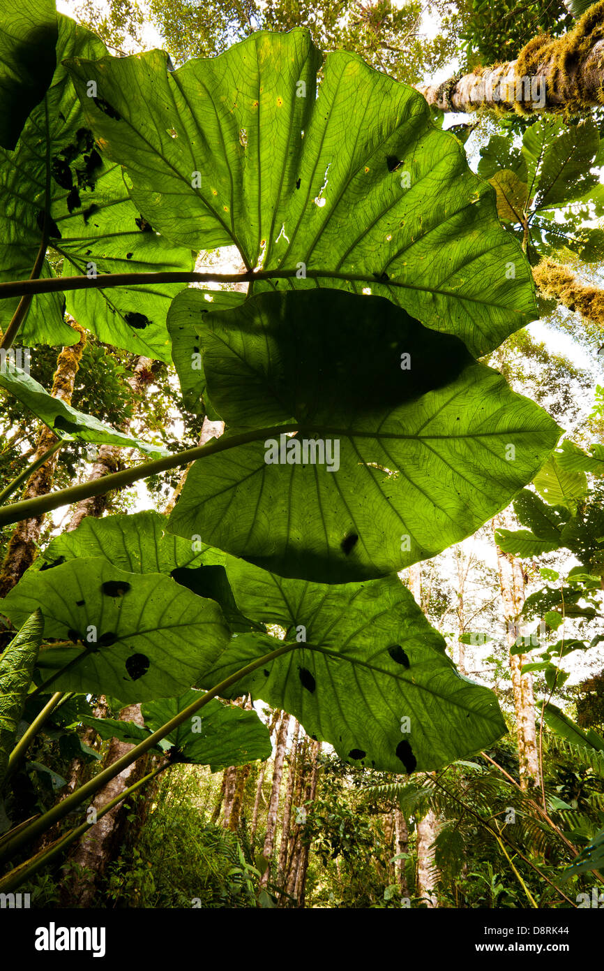 Grandi foglie in La Amistad national park, Chiriqui provincia, Repubblica di Panama. Foto Stock