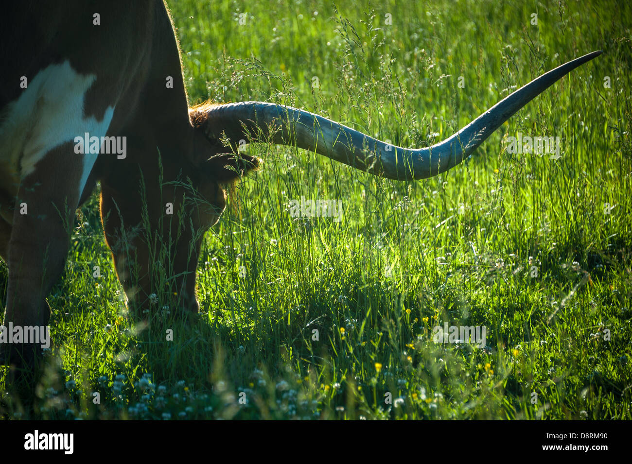 Toro Longhorn retroilluminato mentre ti nutri in un lussureggiante campo erboso al Taylor Ranch nella cane Creek Valley di Fletcher, North Carolina. (USA) Foto Stock