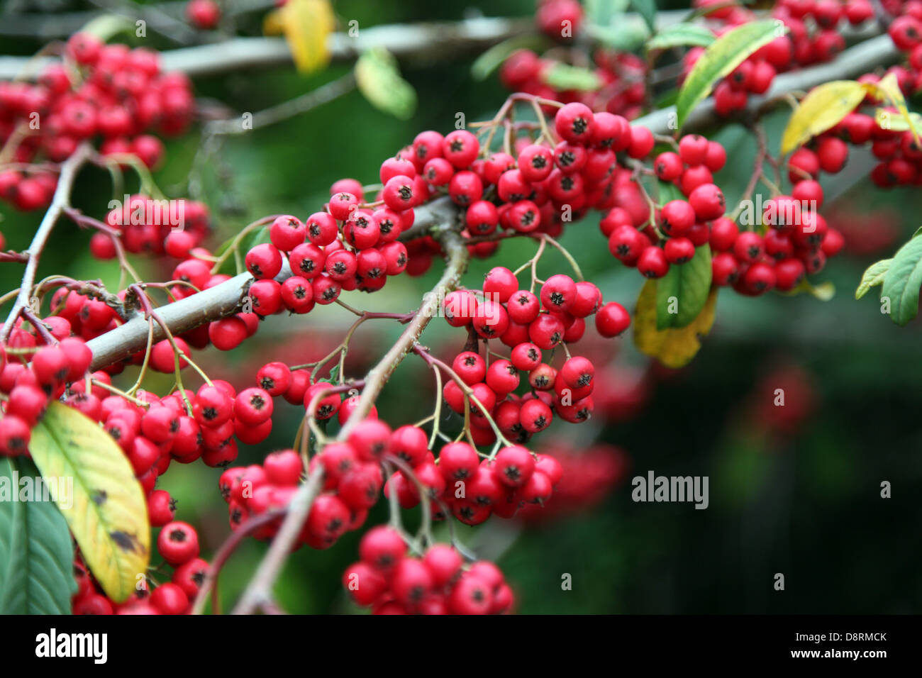 Si tratta di una foto di piccoli frutti rossi in uve su un ramo di un  albero in un parco o giardino Foto stock - Alamy