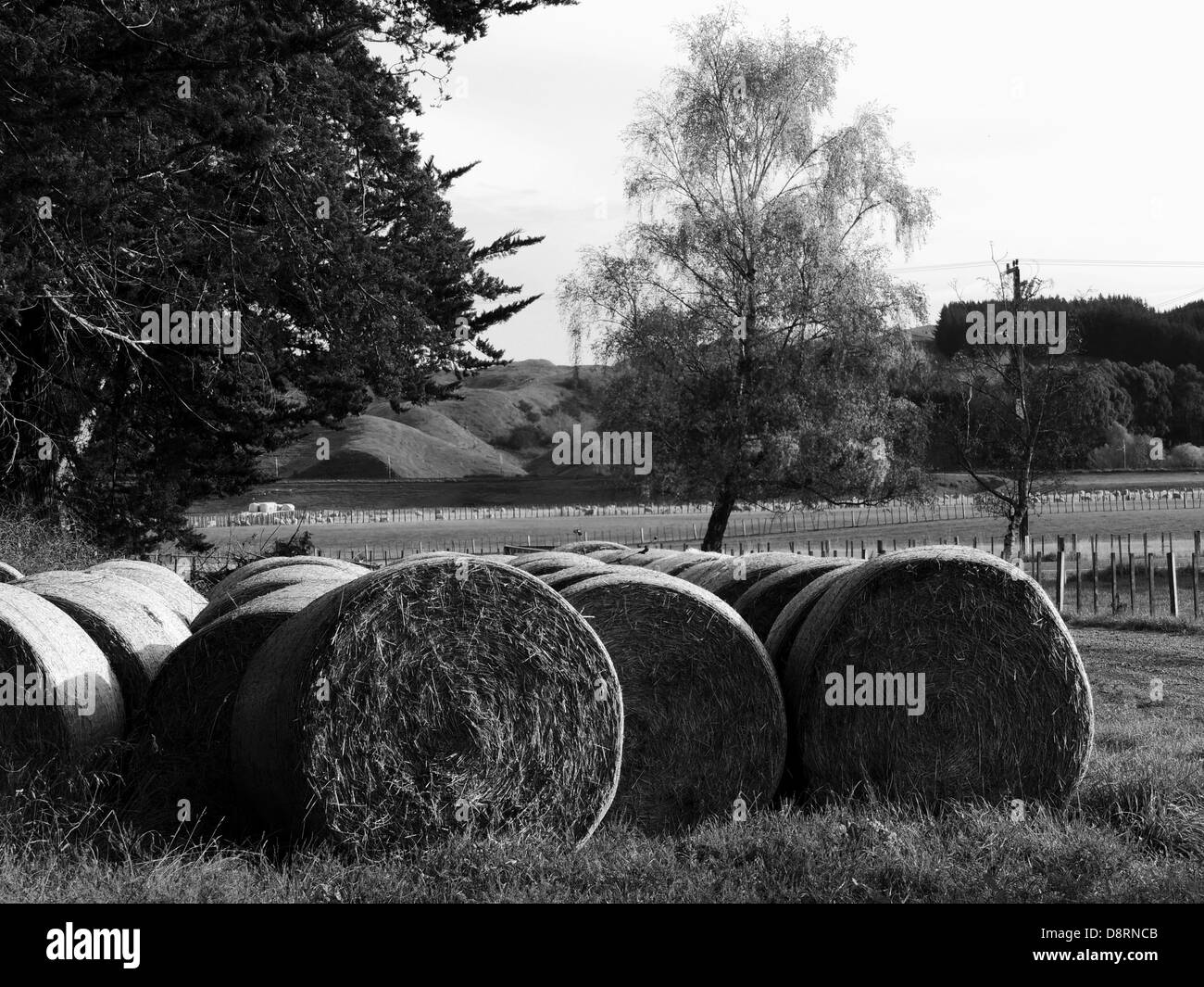 balle di fieno Foto Stock