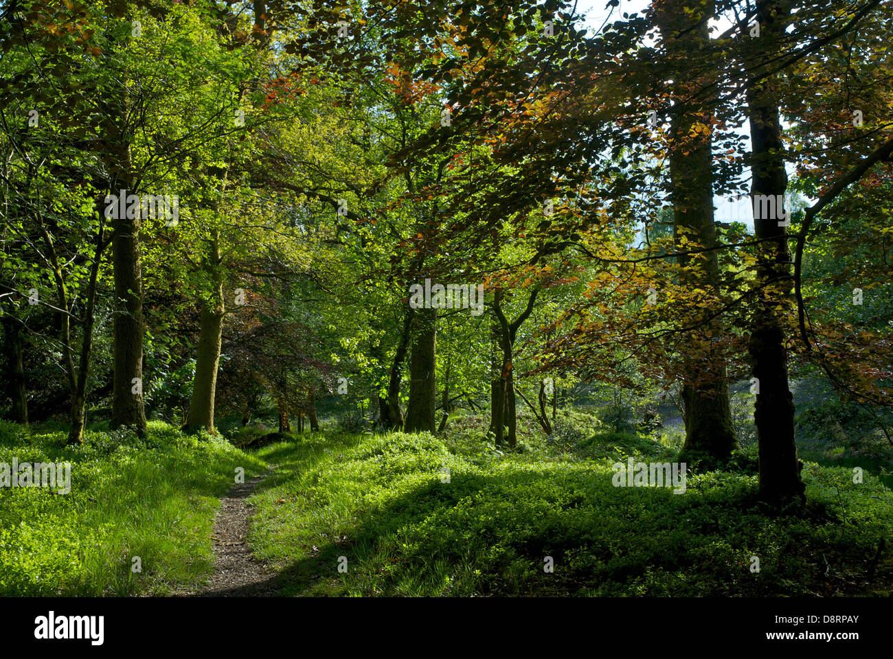 Barkbooth molto, Cumbria Wildlife Trust riserva naturale, Parco Nazionale del Distretto dei Laghi, Cumbria, England Regno Unito Foto Stock