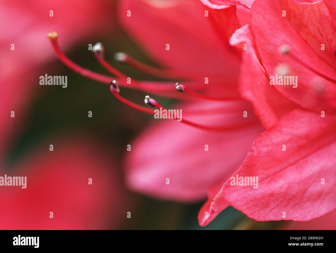 Close up di rododendro stami con il polline Foto Stock