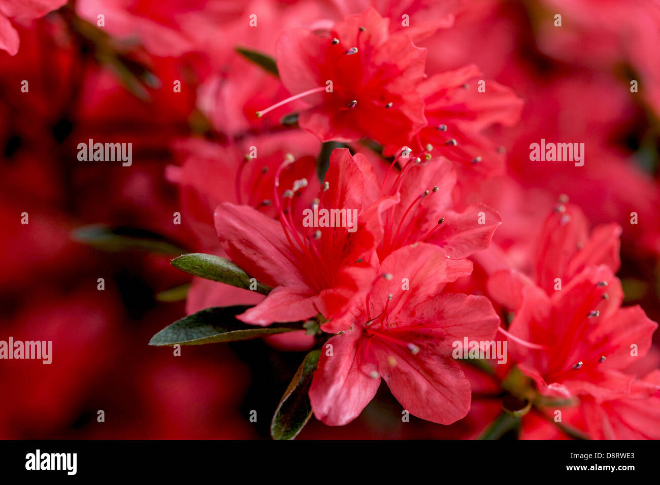 Rhododendron stami filamenti antere sbocciare fiori fiori fiori rosa Foto Stock