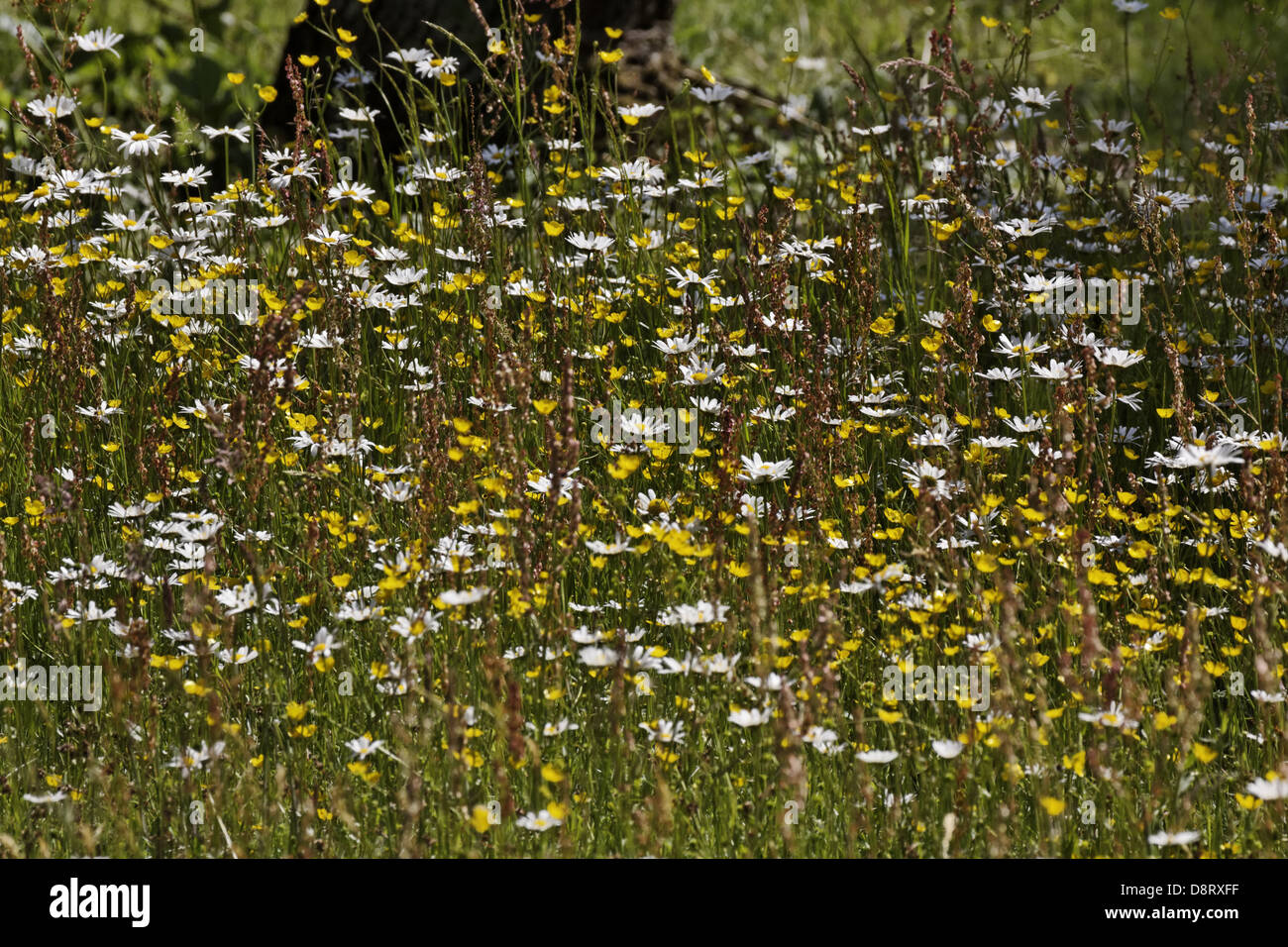 Prato primavera con Leucanthemum, Oxeye daisy Foto Stock