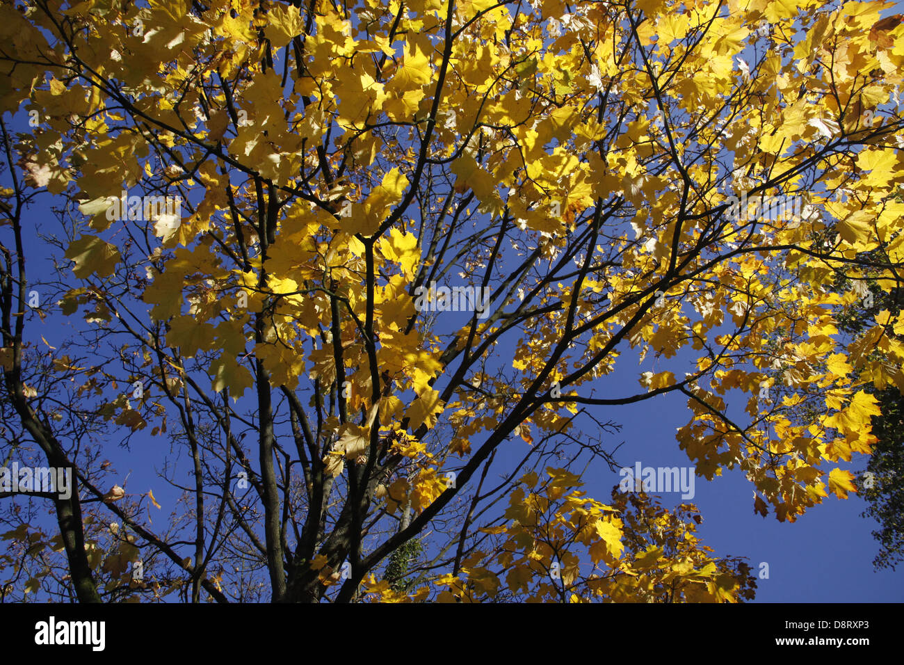 Acer platanoides, Norvegia acero in autunno Foto Stock