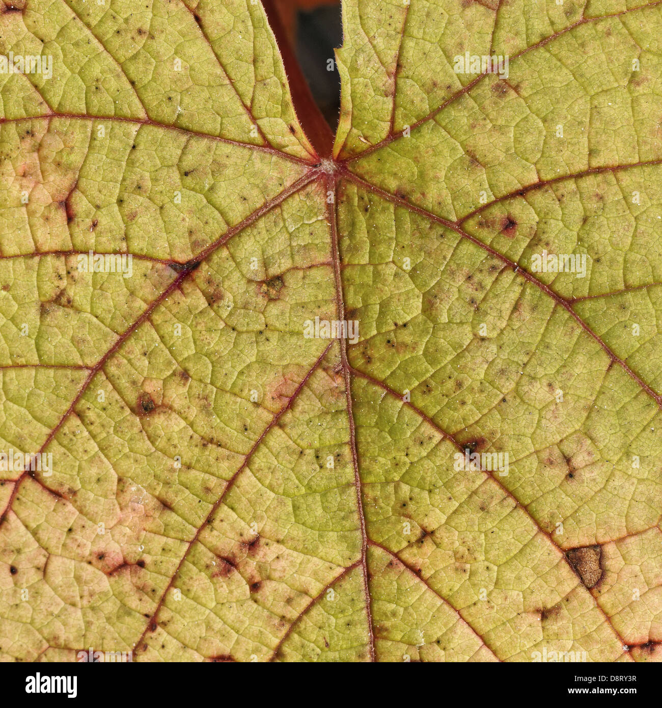 Vitis coignetiae, Crimson vite gloria Foto Stock