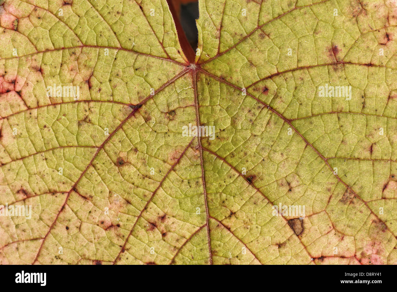Vitis coignetiae, Crimson vite gloria Foto Stock