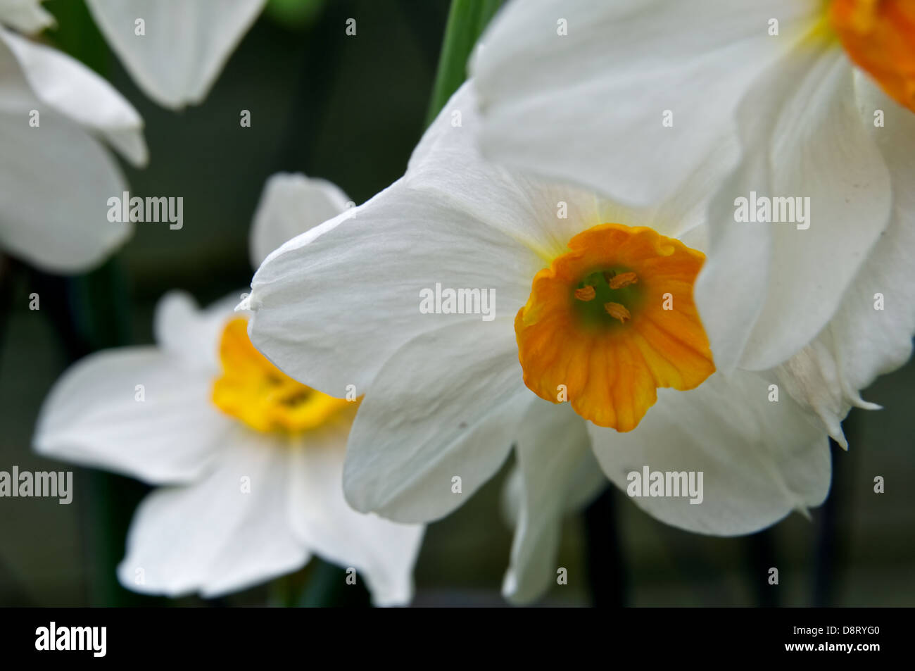 White Daffodil con corona arancione Foto Stock