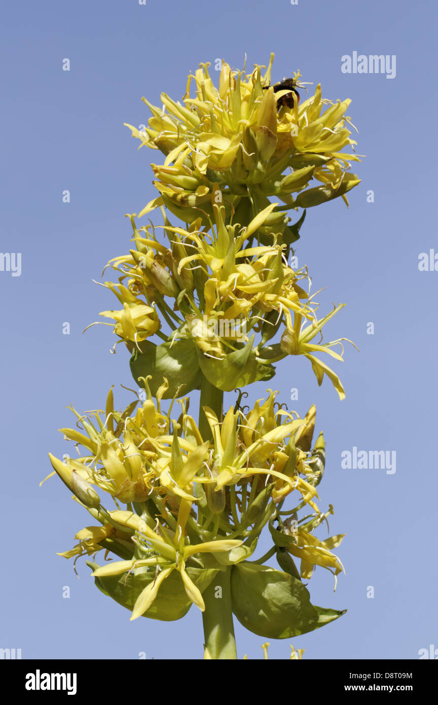 Gentiana lutea, grande Genziana Foto Stock
