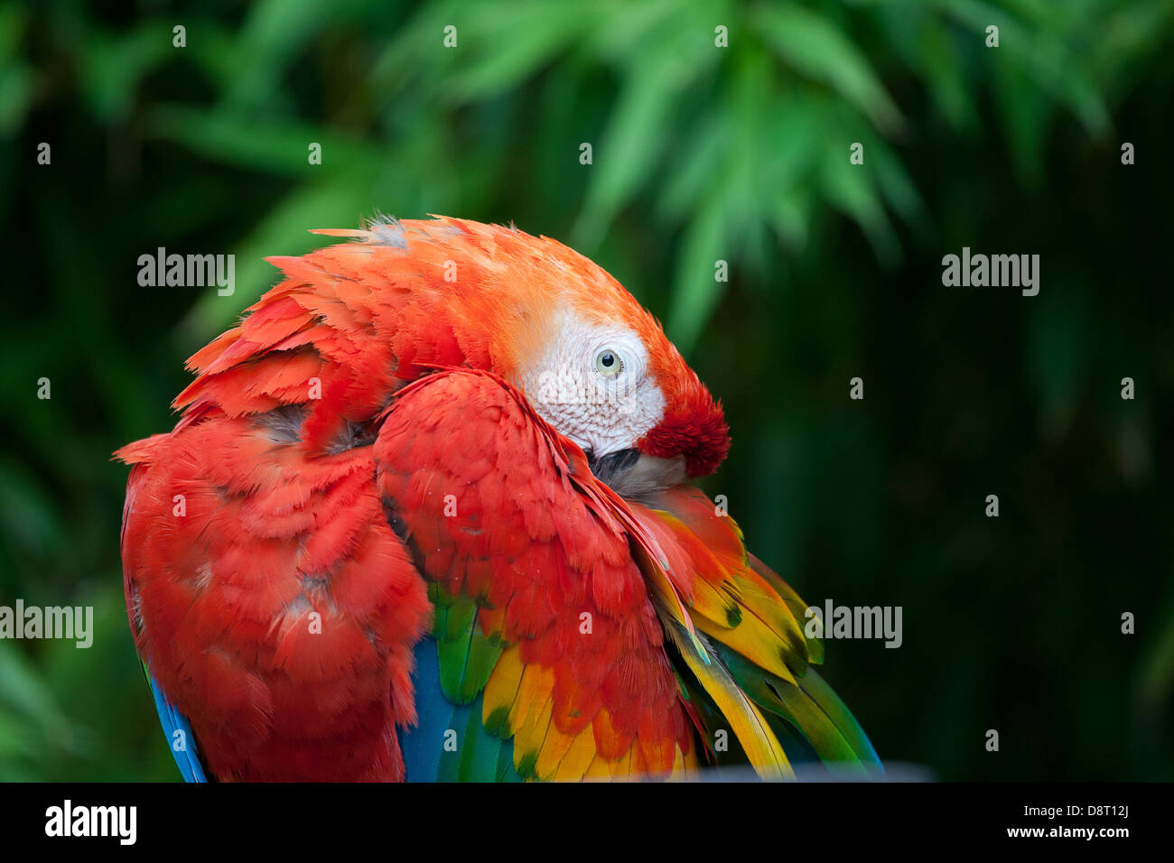 Un scarlet macaw mantiene una diffida occhio su i passanti. Foto Stock
