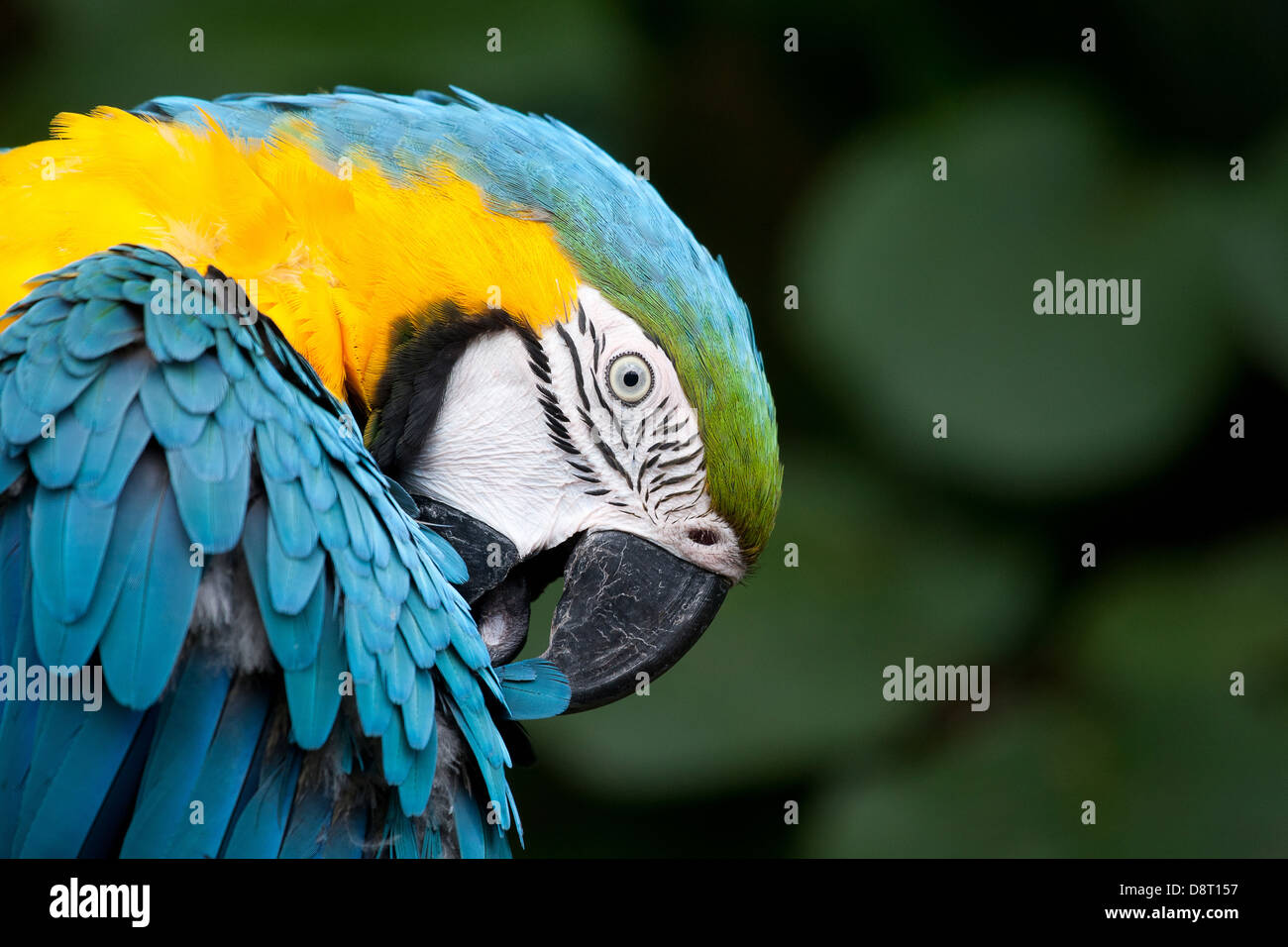 Un pappagallo mantiene una diffida occhio sui passanti mentre tendente al proprio piume Foto Stock