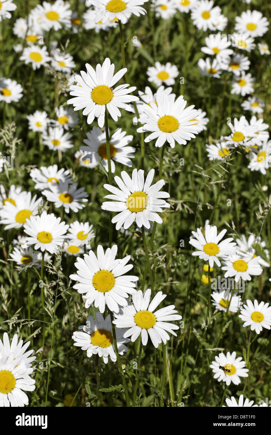 Leucanthemum vulgare, Oxeye daisy, Marguerite Foto Stock