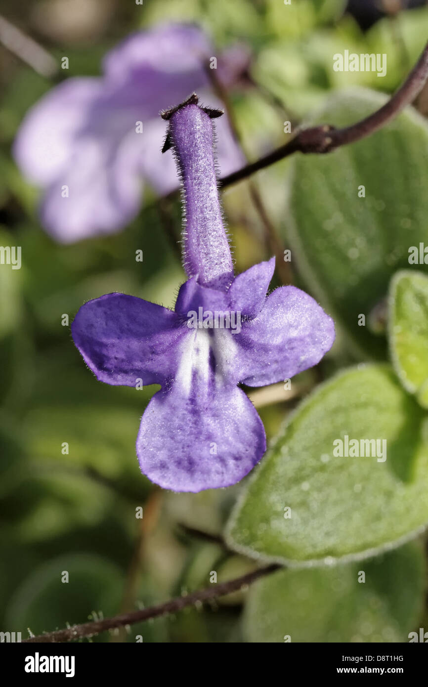 Streptocarpus saxorum, Primula del Capo Foto Stock